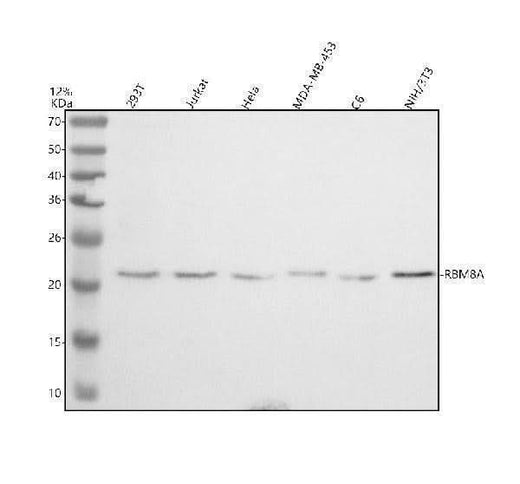 Anti-Y14/RBM8A Antibody Picoband® Boster Bio