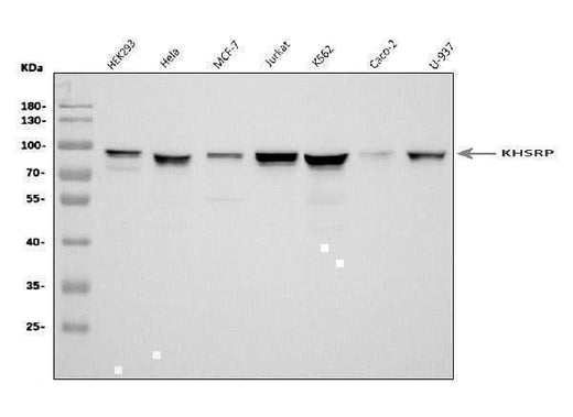 Anti-KHSRP Antibody Picoband® Boster Bio