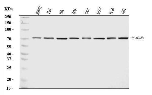 Anti-RANGAP1 Antibody Picoband® Boster Bio