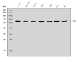 Anti-BCL3 Antibody Picoband® Boster Bio