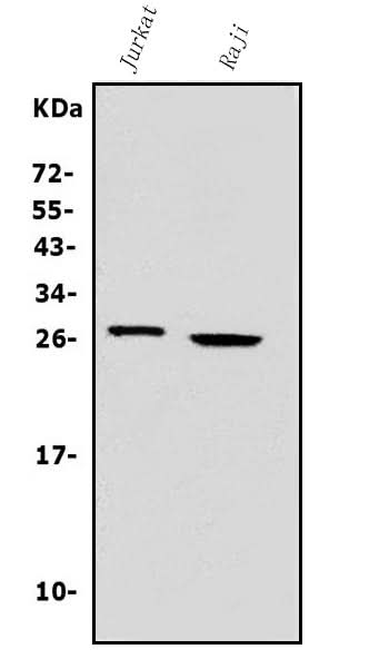 Anti-Granzyme A/GZMA Antibody Picoband® Boster Bio