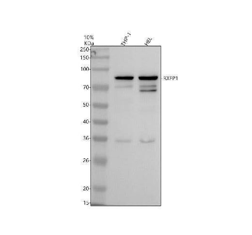 Anti-RXFP1 Antibody Picoband® Boster Bio