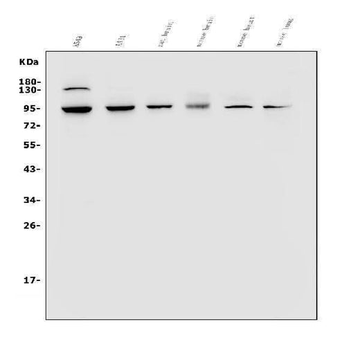 Anti-VRL1/TRPV2 Antibody Picoband® Boster Bio