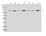 Anti-XRN2 Antibody Picoband® Boster Bio