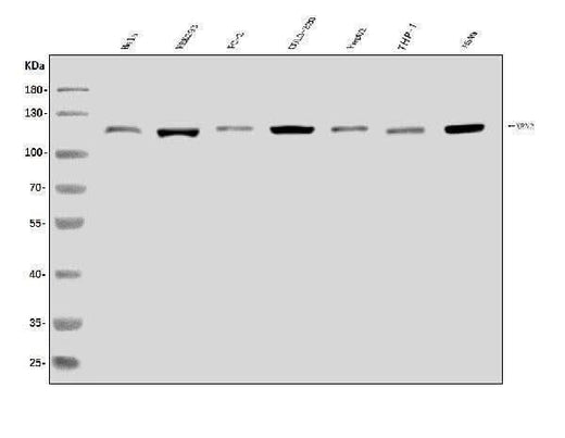 Anti-XRN2 Antibody Picoband® Boster Bio