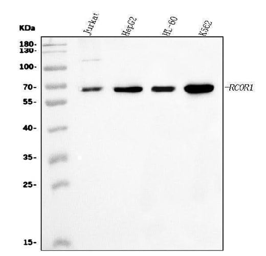 Anti-CoREST/RCOR1 Antibody Picoband® Boster Bio