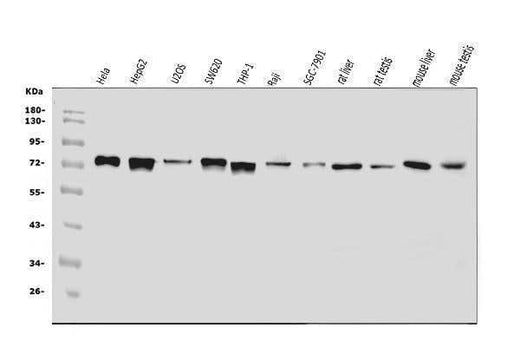 Anti-ADAMTS5 Antibody Picoband® Boster Bio