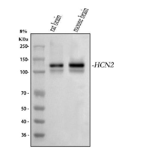 Anti-Hcn2 Antibody Picoband® Boster Bio