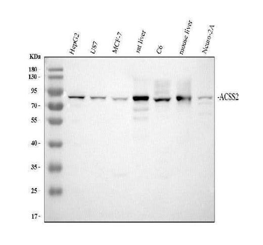 Anti-ACSS2 Antibody Picoband® Boster Bio