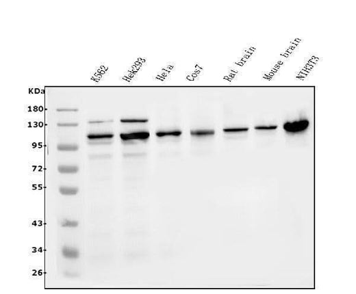 Anti-ERK5/MAPK7 Antibody Picoband® Boster Bio
