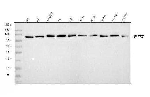 Anti-ERK5/MAPK7 Antibody Picoband® Boster Bio