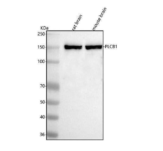 Anti-PLCB1 Antibody Picoband® Boster Bio