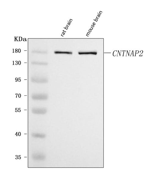 Anti-Caspr2/CNTNAP2 Antibody Picoband® Boster Bio