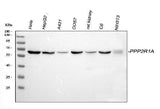 Anti-PPP2R1A Antibody Picoband® Boster Bio
