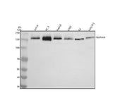 Anti-MAP4K4 Antibody Picoband® Boster Bio