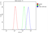 Anti-FOXE1 Picoband® Antibody Boster Bio