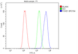 Anti-FOXE1 Picoband® Antibody Boster Bio