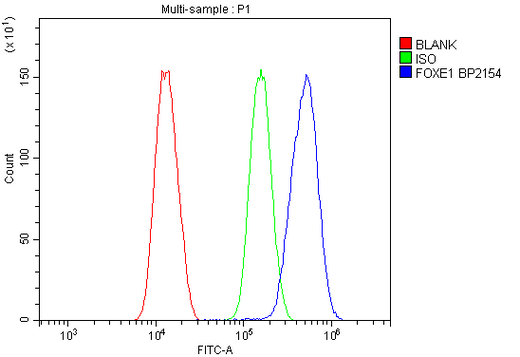 Anti-FOXE1 Picoband® Antibody Boster Bio