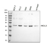 Anti-Apoptosis repressor with CARD/NOL3 Antibody Picoband® Boster Bio