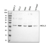 Anti-Apoptosis repressor with CARD/NOL3 Antibody Picoband® Boster Bio