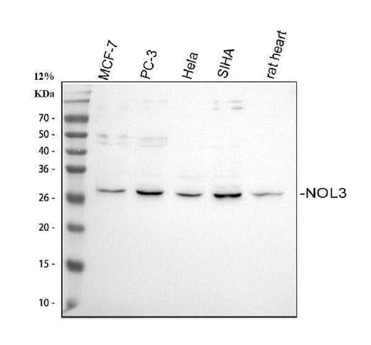 Anti-Apoptosis repressor with CARD/NOL3 Antibody Picoband® Boster Bio