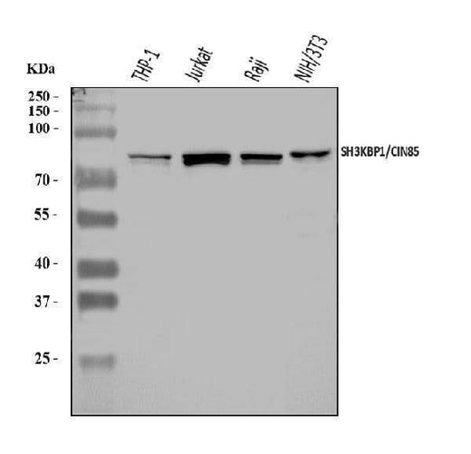 Anti-SH3KBP1 Antibody Picoband® Boster Bio