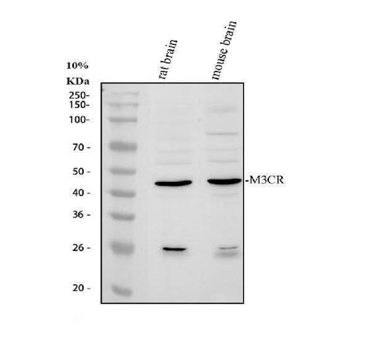 Anti-MC3 Receptor/MC3R Antibody Picoband® Boster Bio