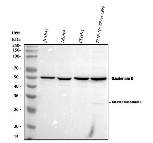 Anti-GSDMD Antibody Picoband® Boster Bio