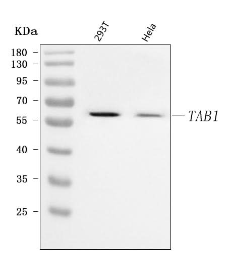 Anti-TAB1 Antibody Picoband® Boster Bio