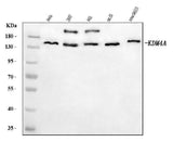 Anti-JHDM3A/JMJD2A/KDM4A Antibody Picoband® Boster Bio