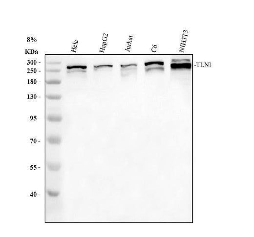 Anti-Talin 1/TLN1 Antibody Picoband® Boster Bio