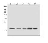 Anti-BAFF Receptor/TNFRSF13C Antibody Picoband® Boster Bio