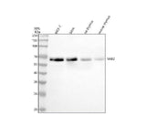Anti-NAB2 Antibody Picoband® Boster Bio