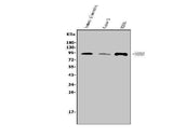 Anti-SOX6 Antibody Picoband® Boster Bio