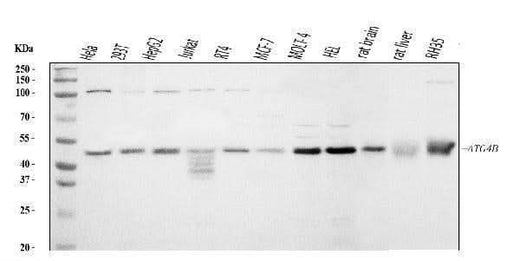 Anti-ATG4B Antibody Picoband® Boster Bio