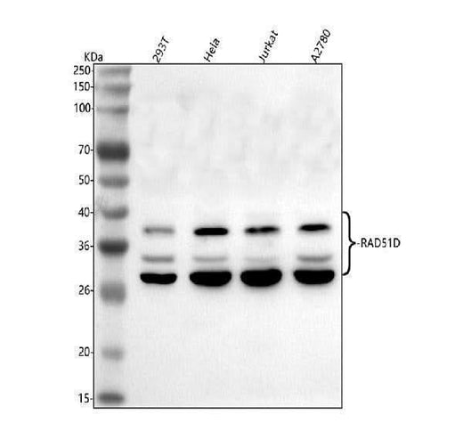 Anti-RAD51D Antibody Picoband® Boster Bio
