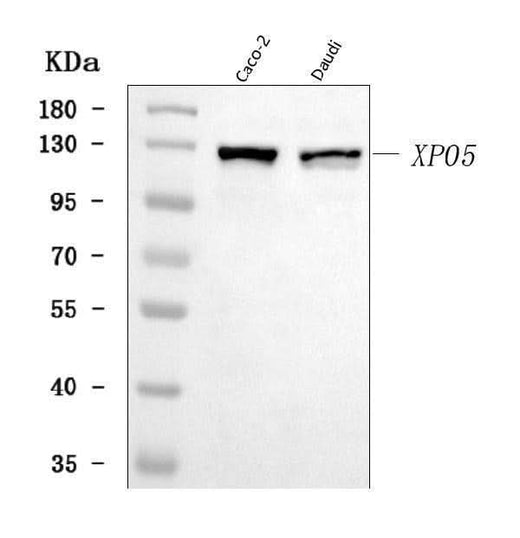 Anti-Exportin-5/XPO5 Antibody Picoband® Boster Bio
