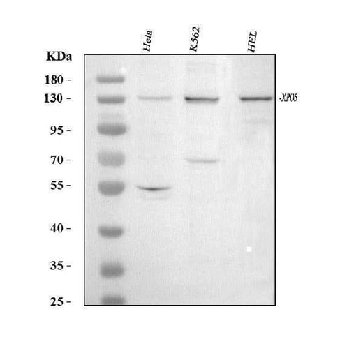 Anti-Exportin-5/XPO5 Antibody Picoband® Boster Bio