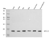 Anti-RPL11 Antibody Picoband® Boster Bio