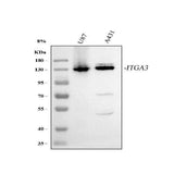 Anti-Integrin alpha 3/ITGA3 Antibody Picoband® Boster Bio