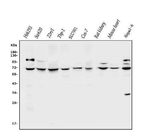 Anti-CLPB Antibody Picoband® Boster Bio