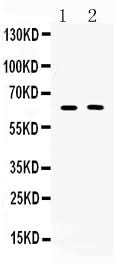 Anti-TUB 1 Antibody Picoband® Boster Bio