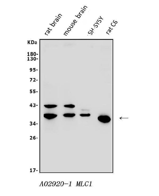 Anti-MLC1 Antibody Picoband® Boster Bio