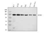 Anti-MATR3 Antibody Picoband® Boster Bio