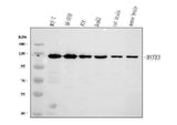 Anti-MATR3 Antibody Picoband® Boster Bio