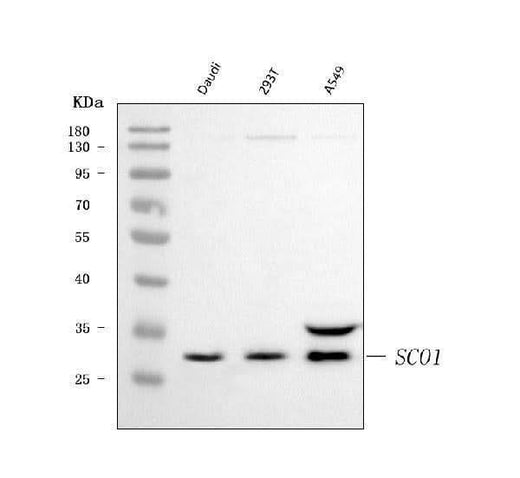 Anti-SCO1 Antibody Picoband® Boster Bio