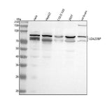 Anti-LGALS3BP Antibody Picoband® Boster Bio