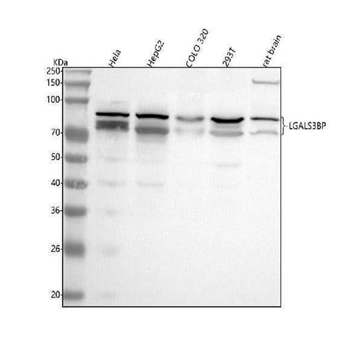 Anti-LGALS3BP Antibody Picoband® Boster Bio