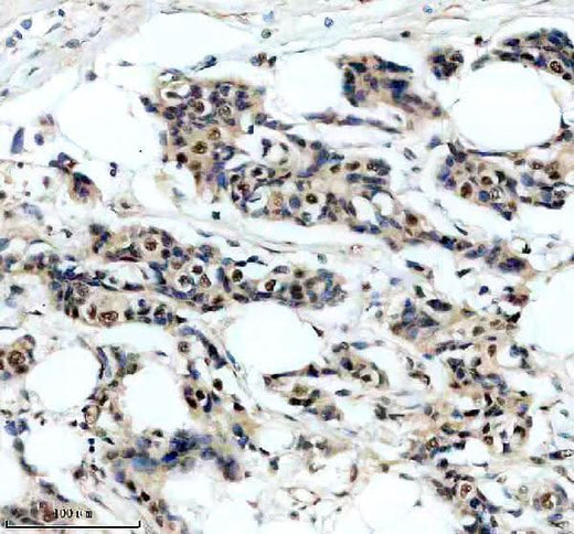 Anti-SRA1 Antibody Picoband® Boster Bio
