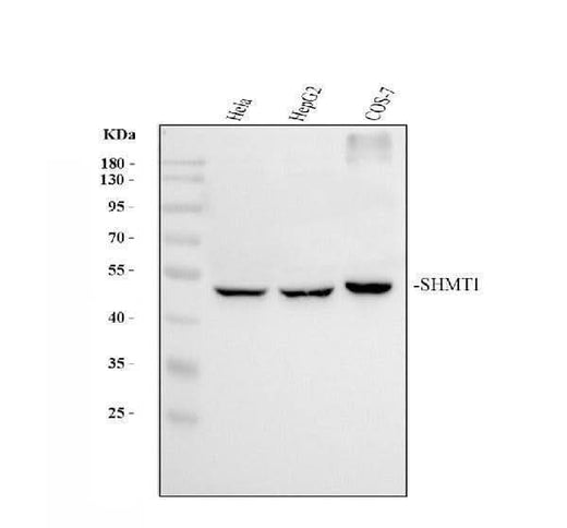 Anti-SHMT1 Antibody Picoband® Boster Bio
